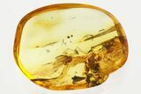 Fossil Male Moth Fly (Psychodidae) In Baltic Amber #352854-1